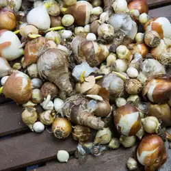 Webp Net Resizeimage 1 - Garden Express Australia