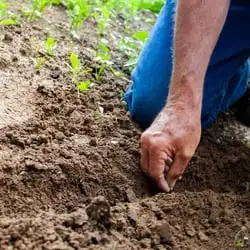 Spring Bulb Growing Guide Webp Net Resizeimage 11 - Garden Express Australia