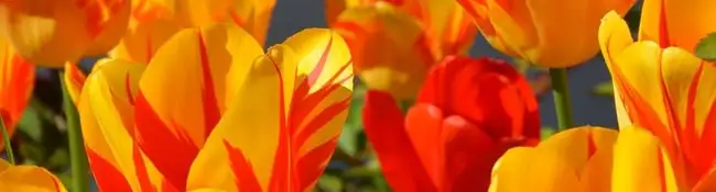 Spring Bulb Growing Guide Webp Net Resizeimage 12 - Garden Express Australia