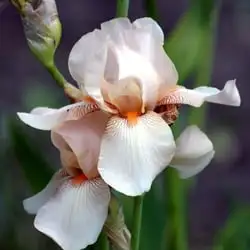 All Types Of Irises And Their Uses Webp Net Resizeimage 4 - Garden Express Australia
