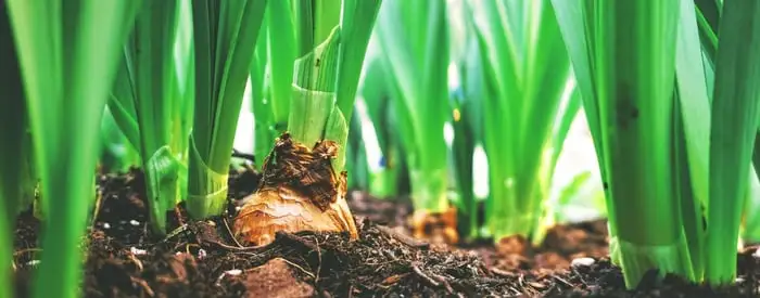 Bulbs, Corms, Rhizomes, Tubers And Stolons: What’s The Difference? Webp Net Resizeimage 5 - Garden Express Australia