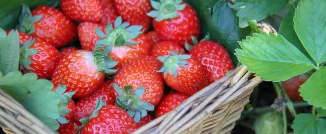 Bulbs, Corms, Rhizomes, Tubers And Stolons: What’s The Difference? Webp Net Resizeimage 7 - Garden Express Australia