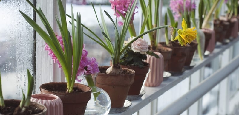 Bulbs, Corms, Rhizomes, Tubers And Stolons
