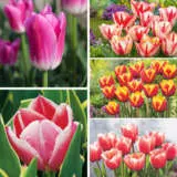 Coltultbc Tulip Triumph Coll Bi Colours 2025 - Garden Express Australia