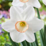 Daffodil High Society