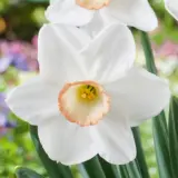 Daffodil High Society Daffodil High Society