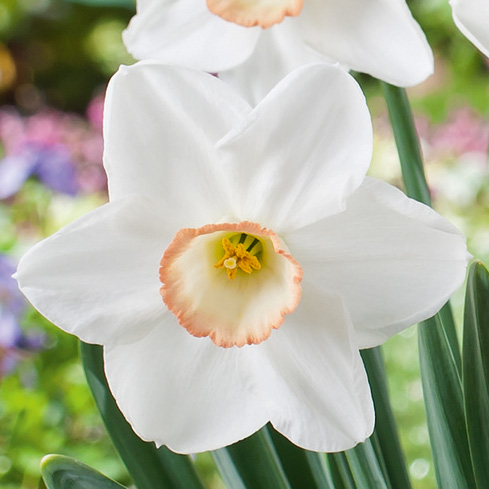 Daffodil High Society