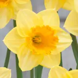 Daffodil Signor Daffodil Signor