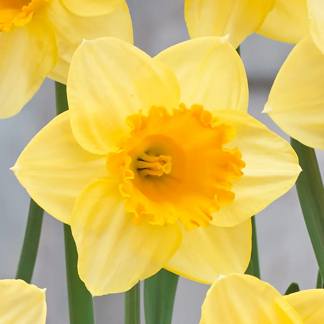 Daffodil Signor