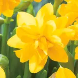 Daffodil Tete Boucle Daffodil Tete Boucle