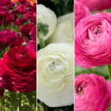 F1 Ranunculi Pastel Collection Colranf1p 2026 - Garden Express Australia