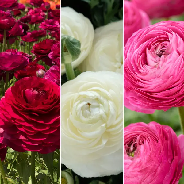 F1 Ranunculi Pastel Collection