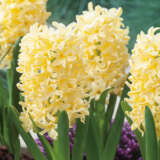 Hyacinth Yellowstone 2 Pkhyayel - Garden Express Australia