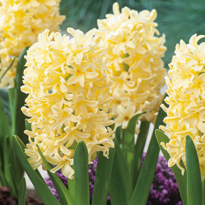 Hyacinth Yellowstone