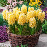 Hyacinth Yellowstone