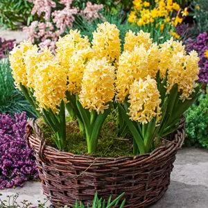 Hyacinth Yellowstone