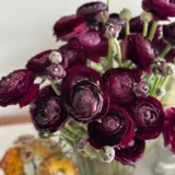 Ranunculi F1 – Burgundy Ranunculi F1 – Burgundy