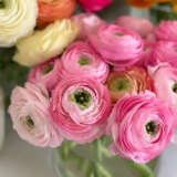 Ranunculi F1 – Burgundy