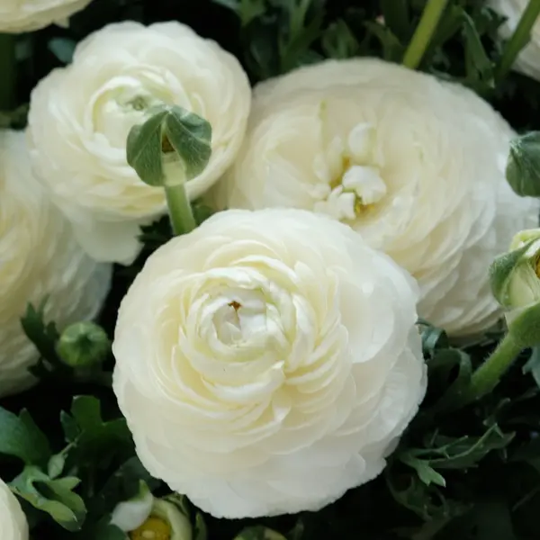Ranunculi F1 – White Ranunculi F1 – White