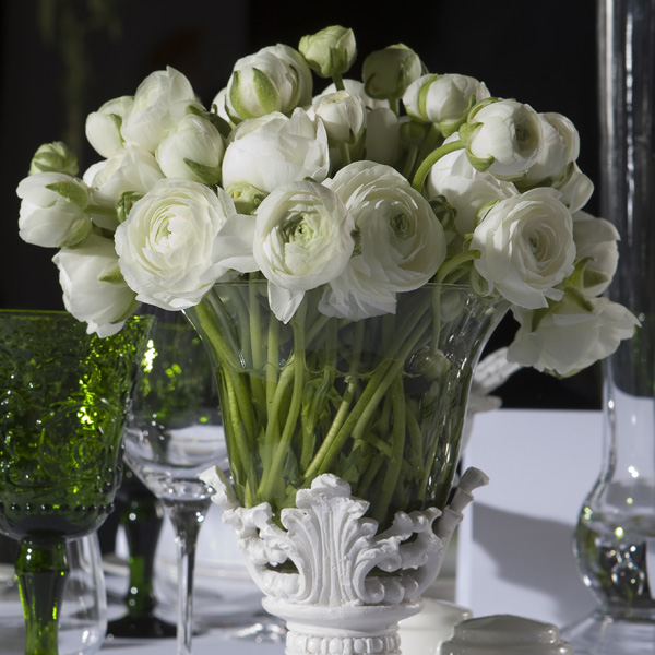 Ranunculi F1 – White Ranunculi F1 – White