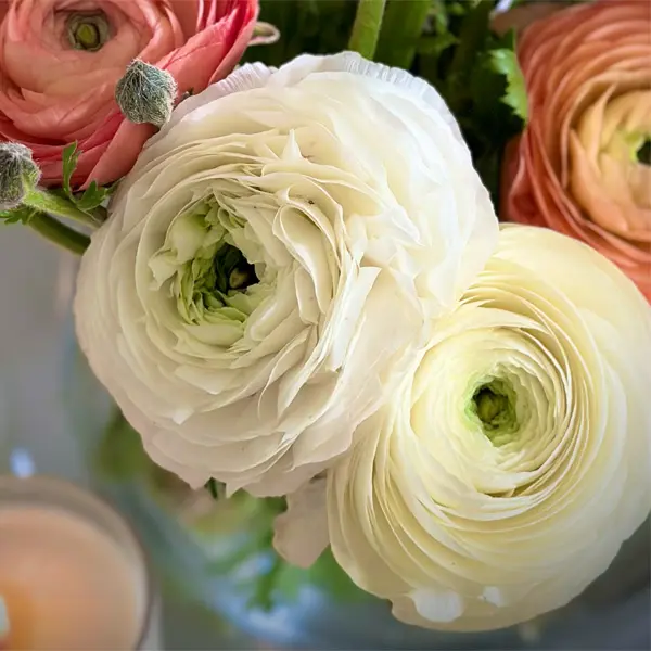 Ranunculi F1 – White Ranunculi F1 – White