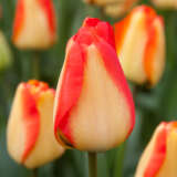 Tulip American Dream Tulip American Dream