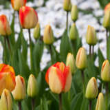 Tulip American Dream Tulip American Dream