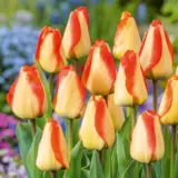Tulip American Dream 4 Pktuladr 2026 - Garden Express Australia