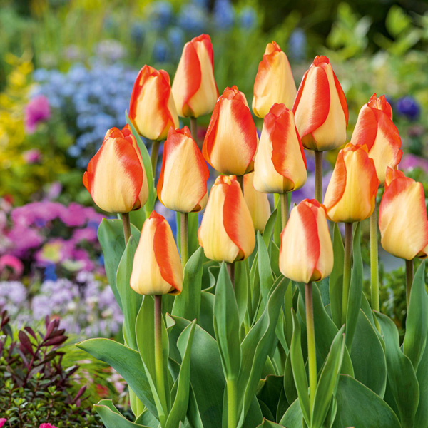 Tulip American Dream Tulip American Dream