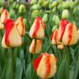 Tulip American Dream Tulip American Dream