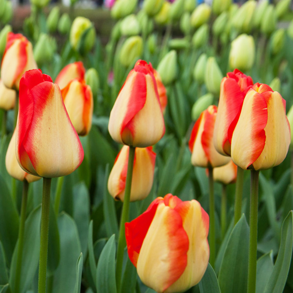 Tulip American Dream Tulip American Dream