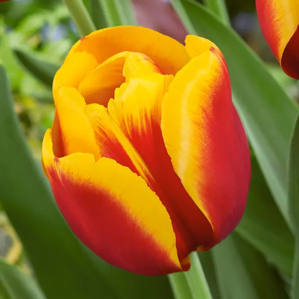 Tulip Gerrit Van Der Valk