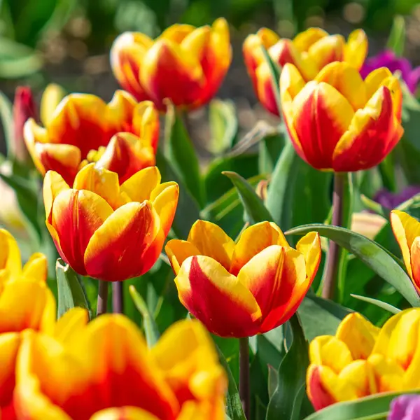 Tulip Gerrit Van Der Valk