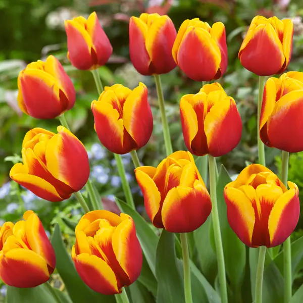 Tulip Gerrit Van Der Valk