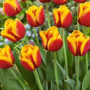 Tulip Gerrit Van Der Valk Pktulgvv - Garden Express Australia