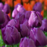 Tulip Negrita Tulip Negrita