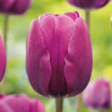 Tulip Negrita Tulip Negrita