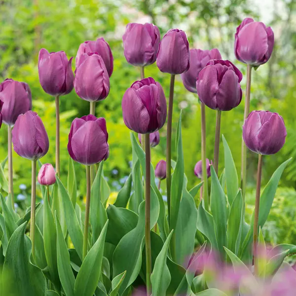 Tulip Negrita Tulip Negrita