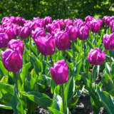 Tulip Negrita Tulip Negrita