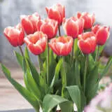 Tulip Triumph Bi Colour Collection Tulip Triumph Bi Colour Collection