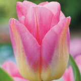 Tulip Tom Pouce Tulip Tom Pouce