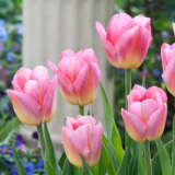 Tulip Tom Pouce 3 Pktultpo 2026 - Garden Express Australia