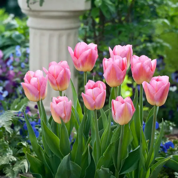 Tulip Tom Pouce Tulip Tom Pouce