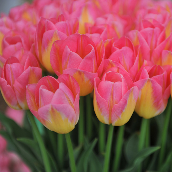 Tulip Tom Pouce Tulip Tom Pouce