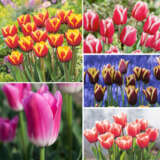 Tulip Triumph Bi Colour Collection 2023 Coltultbc - Garden Express Australia
