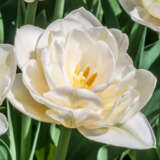 Tulip White Heart
