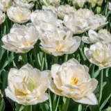 Tulip White Heart Pktulwhe 2026 - Garden Express Australia