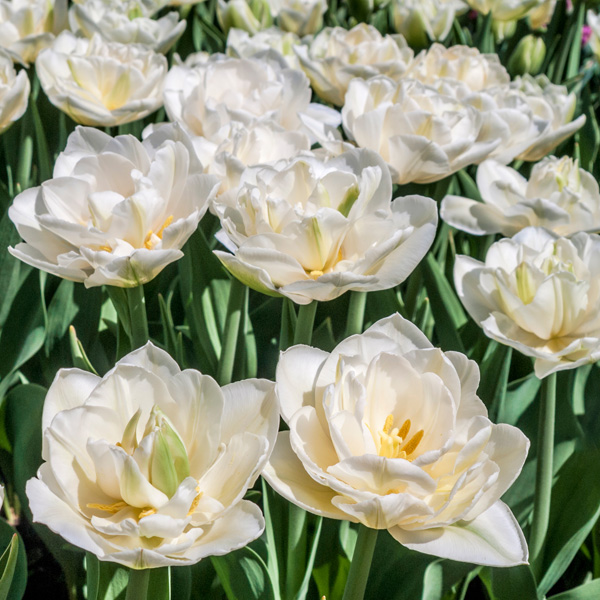Tulip White Heart