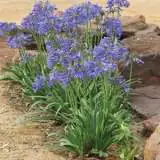Agapanthus Bingo Blue Lpoagabbl - Garden Express Australia