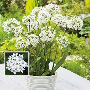 Easy Flowers To Grow In Autumn Allium Bridal Mist Pkallbmi 2020 - Garden Express Australia